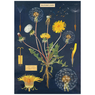 Dandelion Plant Chart Vintage Style Poster