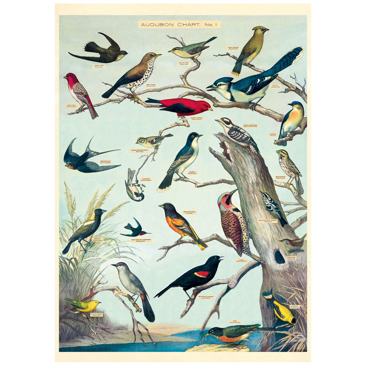 Audubon　Poster　Bird　Planet　Chart　Vintage　Style　Retro