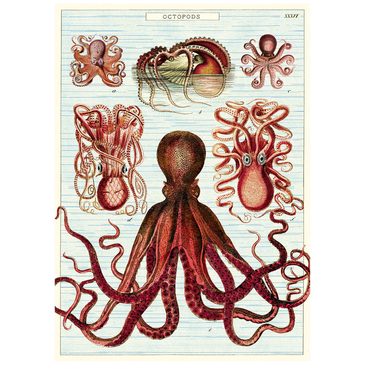 octopus anatomy for kids