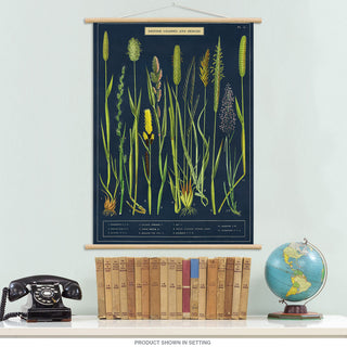 Grasses and Sedges Vintage Style Poster