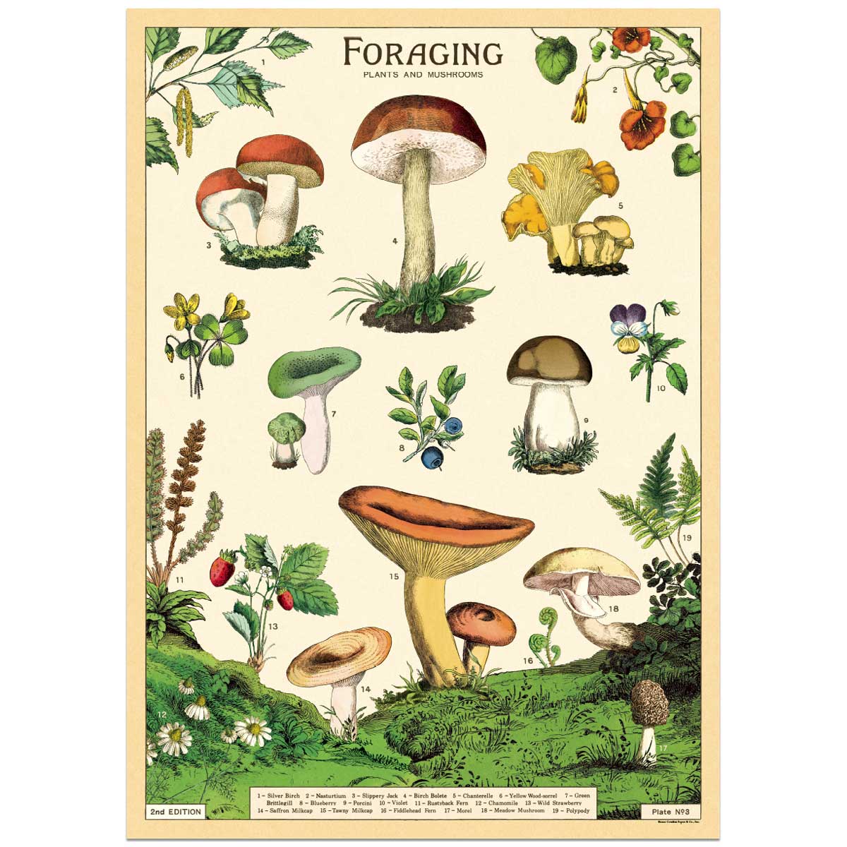 Mushroom X-large Fanny Pack Vintage Illustration Scientific 