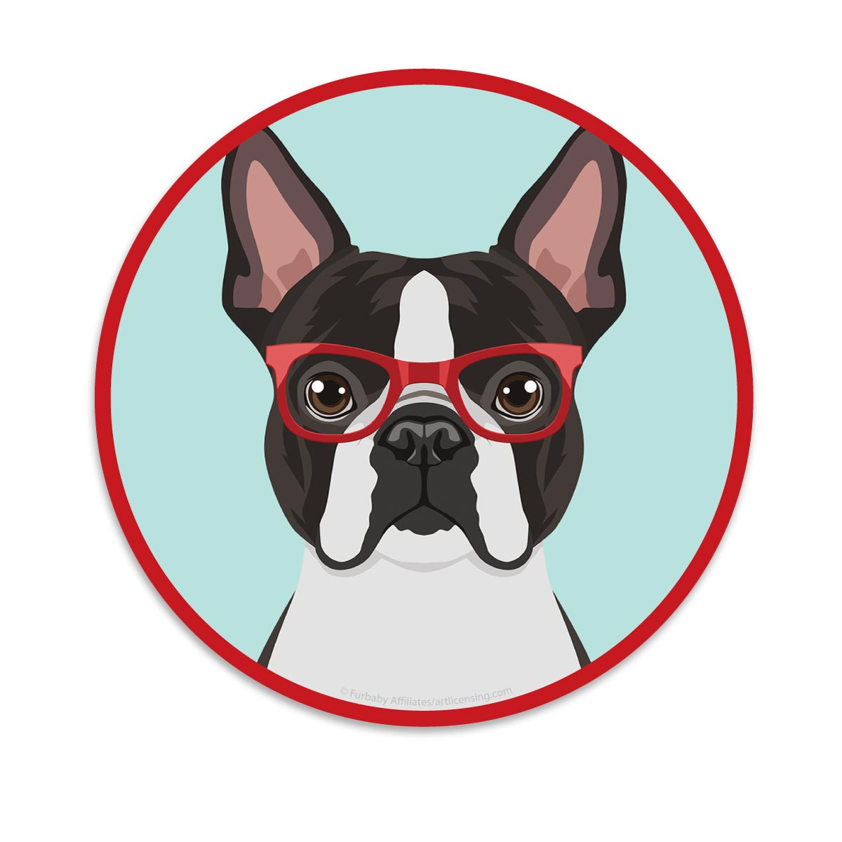 Boston terrier sales animal planet