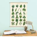 Botany Plant Leaves Vintage Style Poster