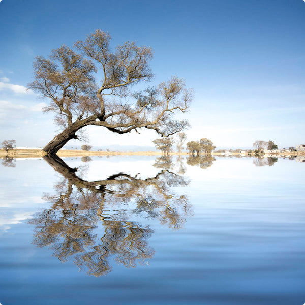 Leaning Tree Water Reflection Wall Decal
