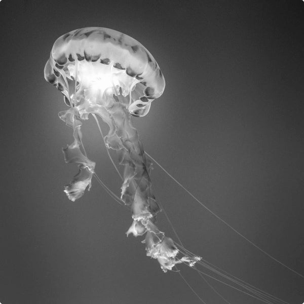 Medusa Jellyfish In Ocean Wall Decal