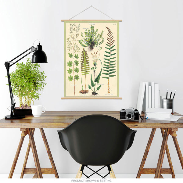 Fern Species Chart Vintage Style Poster