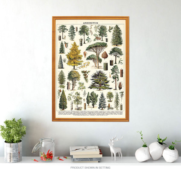 Tree Species Chart Arboretum Vintage Style Poster
