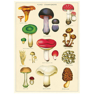 Mushrooms Fungi Chart Vintage Style Poster
