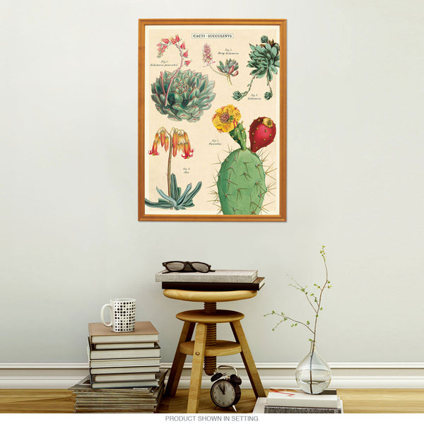 Succulent Cacti Chart Vintage Style Poster