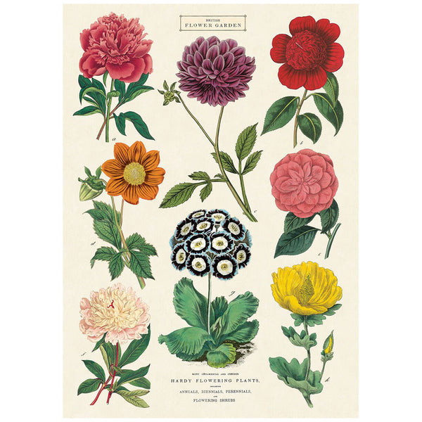 Botanical Chart British Flowering Plants Poster