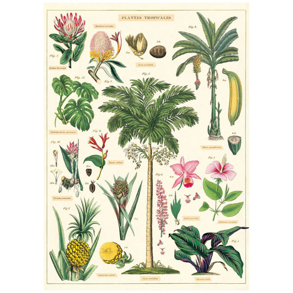 Tropical Plant Species French Chart Vintage Style Poster