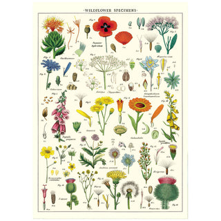 Wildflowers Species Chart Vintage Style Poster