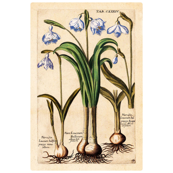 Narcissus Flowers Merian Botanical Wall Decal