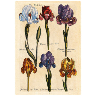 Iris Flowers Merian Botanical Wall Decal