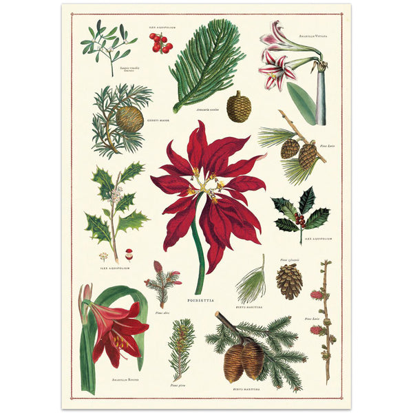 Christmas Plants Botanica Vintage Style Poster