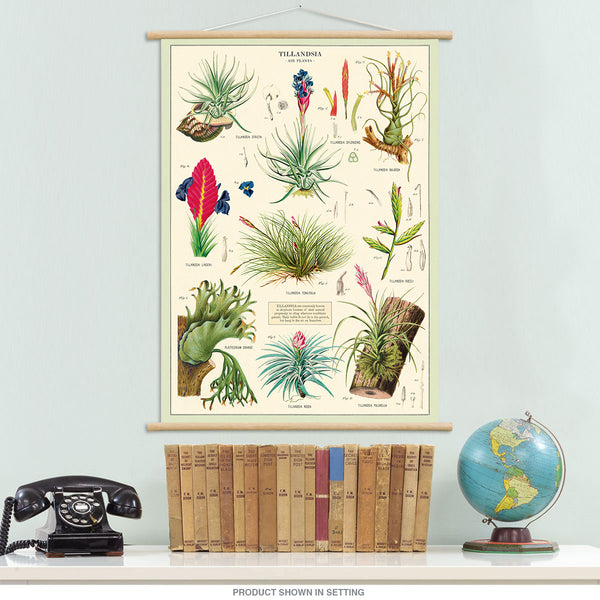 Air Plants Vintage Style Poster