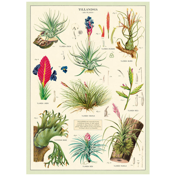 Air Plants Vintage Style Poster