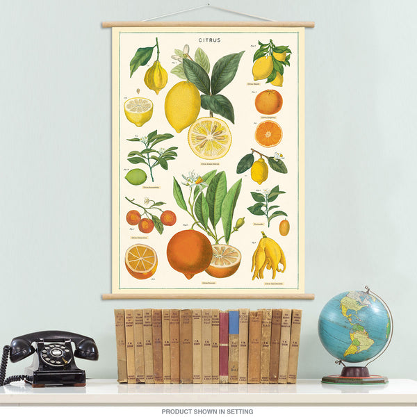 Citrus Fruits Vintage Style Poster