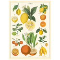 Citrus Fruits Vintage Style Poster