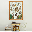 Owl Chart Vintage Style Poster