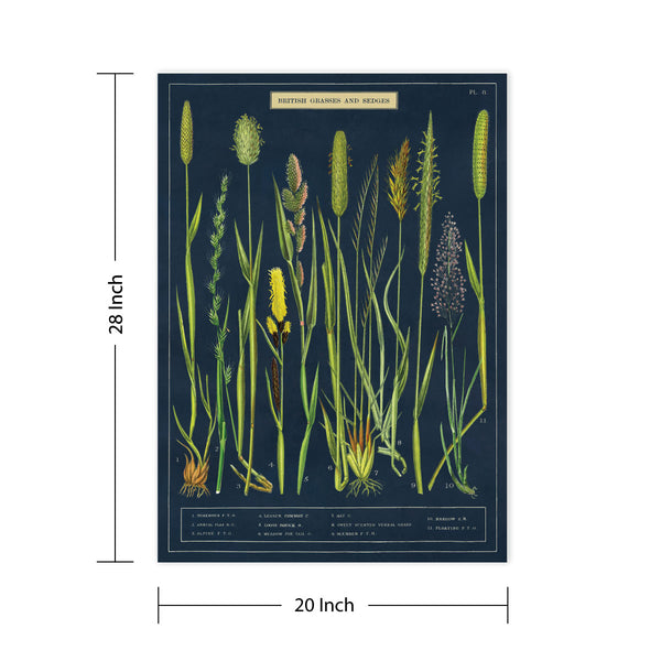 Grasses and Sedges Vintage Style Poster