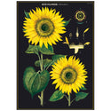 Sunflower Vintage Style Poster