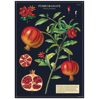 Pomegranate Vintage Style Poster