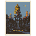 Sequoia National Park California Trees Decal