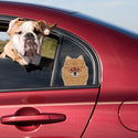 Pomeranian Dog Wearing Hipster Glasses Large Vinyl Car Window Sticker
