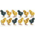 Little Baby Chicks Wall Decal Set Of 12