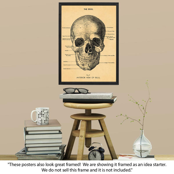 Skull Human Anatomy Scientific Vintage Art Poster