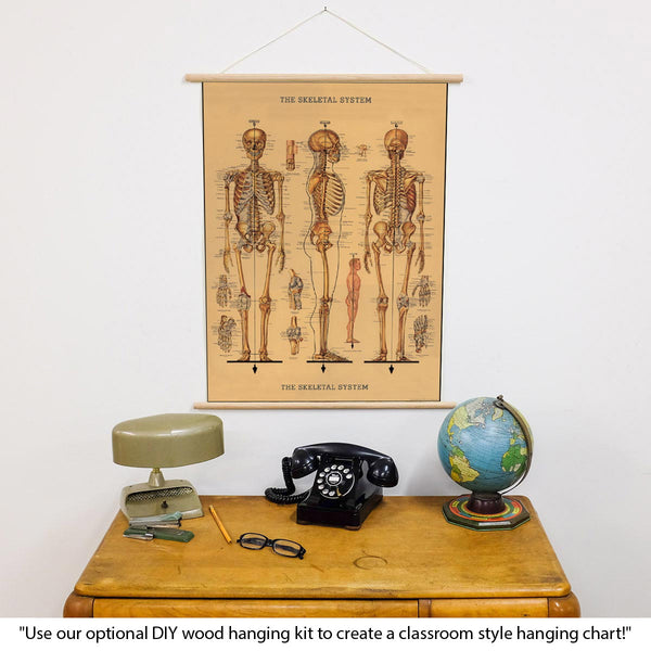 Human Skeleton Scientific Vintage Style Poster
