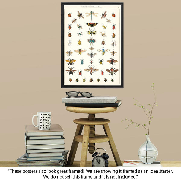Insect Chart French Natural Science Poster