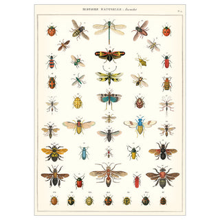 Insect Chart French Natural Science Poster
