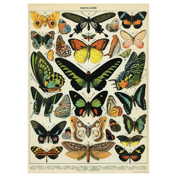 Butterfly Chart French Natural Science Poster