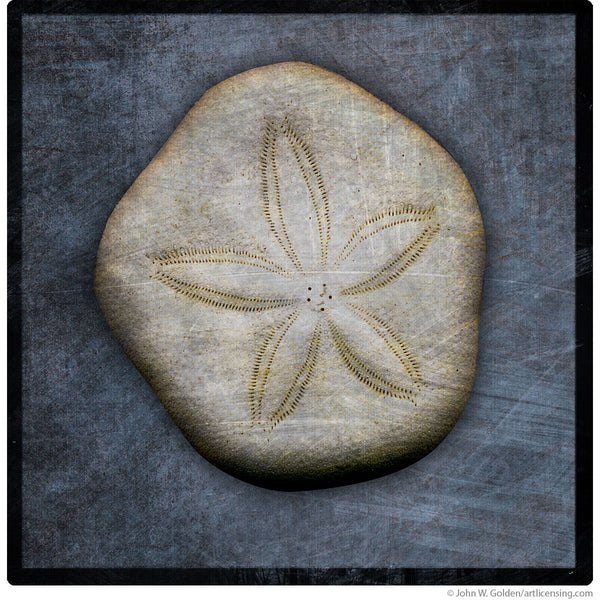 Sea Biscuit Sand Dollar Wall Decal