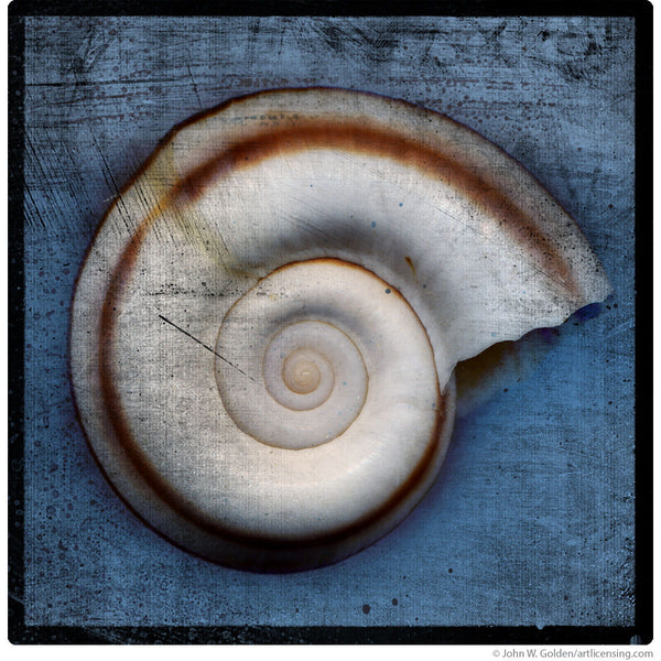 Beach Snail Shell Spiral Wall Decal