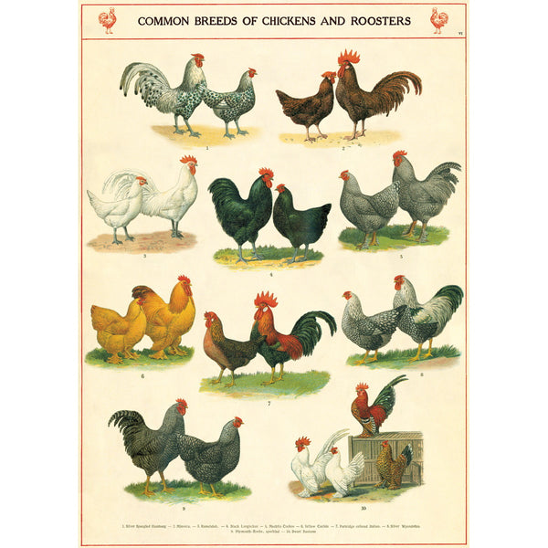 Chicken Rooster Breeds Chart Vintage Style Poster