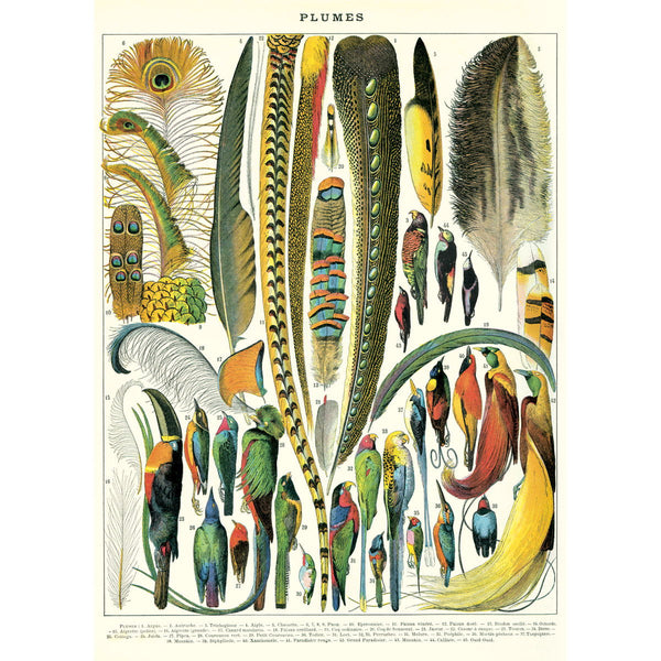 French Feathers Plumes Chart Vintage Style Poster