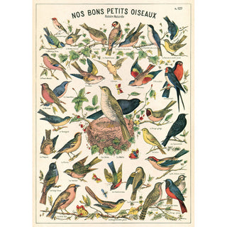 French Small Birds Chart Vintage Style Poster