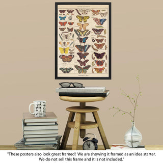 French Butterflies Nature Chart Vintage Style Poster